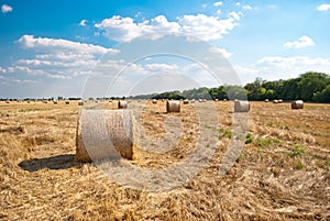 Round haystacks on a field of straw, on a sunny summer day, against a background of sky and trees