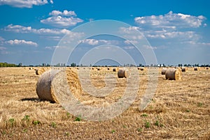 Round haystacks on a field of straw, on a sunny summer day, against a background of sky and trees