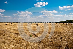 Round haystacks on a field of straw, on a sunny summer day, against a background of sky and trees