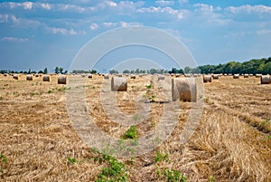 Round haystacks on a field of straw, on a sunny summer day, against a background of sky and trees