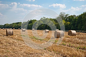 Round haystacks on a field of straw, on a sunny summer day, against a background of sky and trees