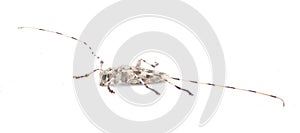 round head or Roundheaded Wood borer - Acanthocinus obsoletus - is a species of longhorn beetle with long antennae of the