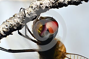 Round-headed dragonfly with large eyes rounded shiny