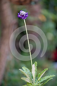 Round-headed Himalayan primrose, Primula capitata, flowering plant