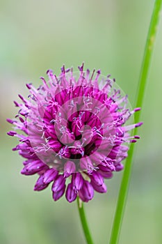 Round-headed leek Allium sphaerocephalon deep purple flower in close-up