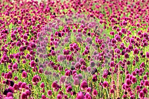 Round-headed leek flowers Allium sphaerocephalon