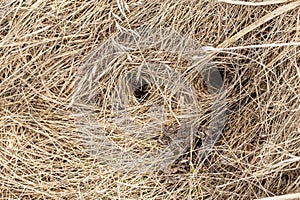 Round holes, the entrance to the mink in the dry, old grass, in the field, on a spring day. Top view