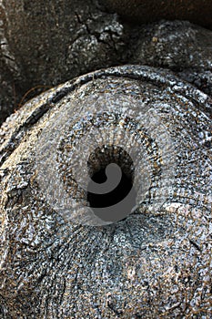 A round hollow in a large tree. A small hole, a hollow in a pine tree.