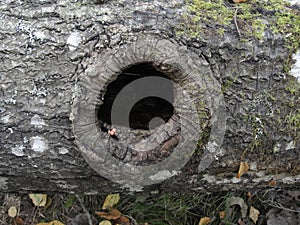 A round hollow in the trunk of an old tree. Abstract hollow of oak tree trunk . Cavity in an apple tree