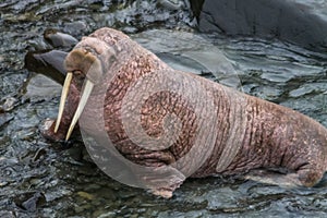 Round Island Walrus