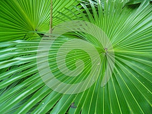 Round-leaf Fountain Palm (Anahaw Leaf)