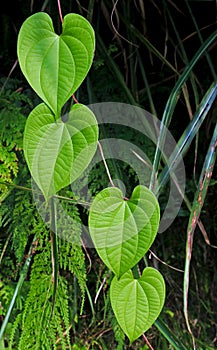 Purple yam leaf, Dioscorea alata