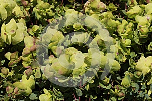 `Round-leaved Oregano` flowers - Origanum Rotundifolium