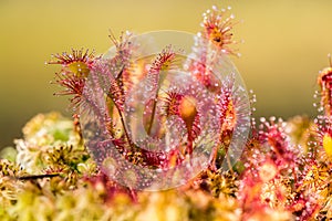 Round-leaved sundew.