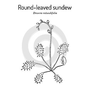 Round-leaved sundew Drosera rotundifolia , wetland plant