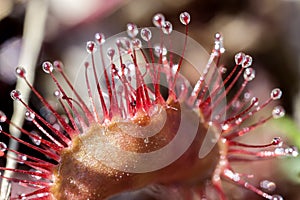 Round-leaved sundew - fly trap