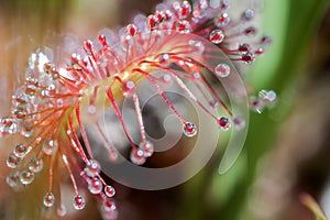 Round-leaved sundew - super macro