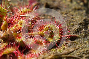 Round-leaved sundew photo