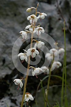 Round-Leaved Wintergreen