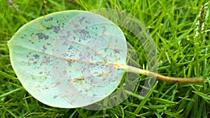 Round leaves