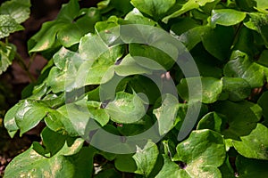 round leaves of the first spring flowers Hepatica nobilis on a black forest ground