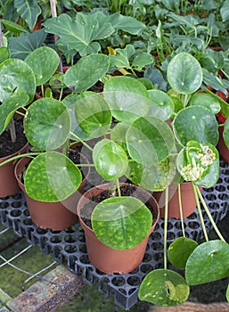 Round leaves of the peperomia polybotya plant
