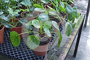 Round leaves of the peperomia polybotya plant