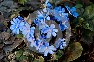 Round-lobed hepatica photo