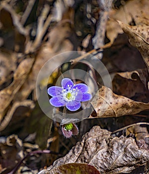 Round-Lobed Hepatica, Anemone americana photo