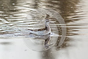 Round-nosed phalarope