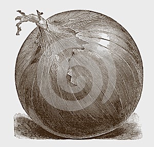 Round onion in three-quarter perspective, lying slightly tilted to the side