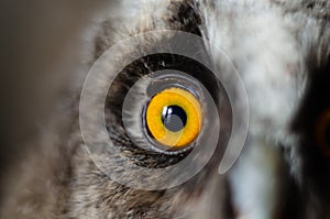 Round orange eye of an owl. Portrait of a bird, close-up.