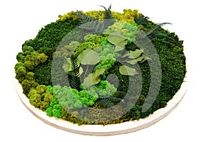 Round panel of stabilized moss on a white background