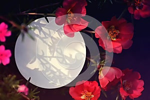 Round paper background with copy space and red moss roses