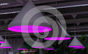 Round phyto lamps with violet light for growing seedlings and plants in greenhouses