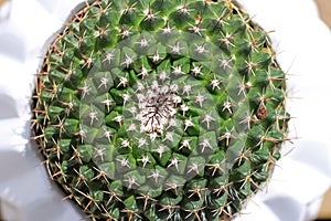 Round Pincushion Cactus