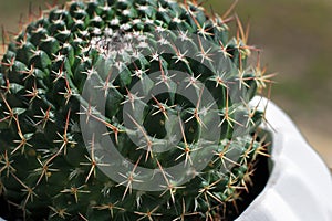 Um Nadel Kaktus 