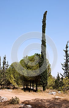 Round pinetree and long thin cypress photo