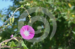 Round pink flower against a green background