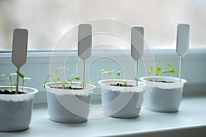 Round plastic containers with vegetable seedlings on the windowsill. Sprout tags are inserted into the containers. Selective focus