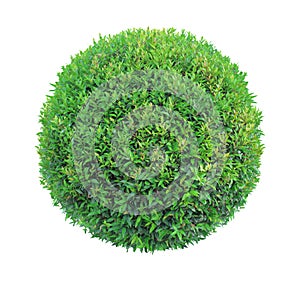 Round pom-pom shape clipped topiary tree isolated on white background for formal Japanese and English style artistic design garden