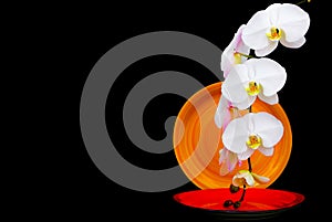 Round porcelain dinner plates decorated with white orchids against black backdrop