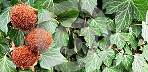 Panorama of prickly balls of chestnut.