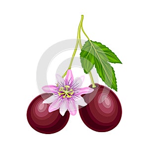 Round Purple Passion Fruit Hanging on Blossoming Tree Branch Vector Illustration