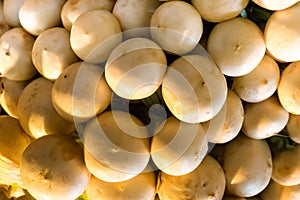 Round radish white vegetable pattern stack of useful products base of salad pickles snacks farmer background
