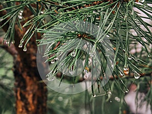 Round raindrops on a pinetree