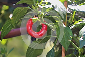 Round red chile pepper.