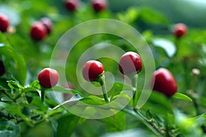 Round Red Chilis