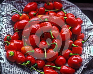 Round Red Chilly pepper on newspaper ; Darjeeling ; West Bengal