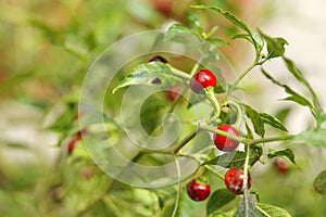 Round red chilly plant